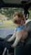 Chase