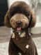 Buster Brown