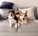 Nova and Astro