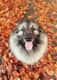 Arko