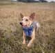 Odie