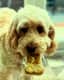 Murphy