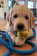 Puppies