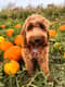 Arlo