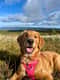 Bailey