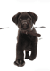 Charlie