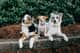 Oakley, Luna, & Peanut