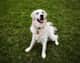 Finnegan (Finn)