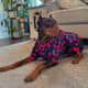Hennessey (Henna)