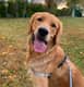Sullivan (Sully)