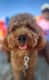 Teddy