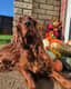 Sadie