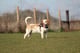Tess