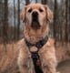 Bailey
