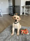 Maisy