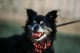 Tillie