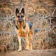 Ranger