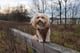 Buddy