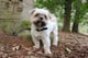 Charlie