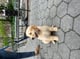 Winston