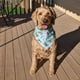 Baxter