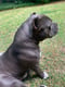 Capone