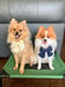 Teddy & Mochi