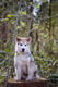 Meeko