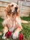 Cooper