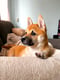 Shay