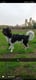Dieke