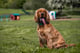 Arlo