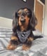 Alfie
