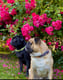 Bobo und Blacky