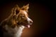 Milou