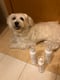 Pepito