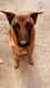 Koda