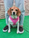 Pipoca