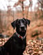 Riley