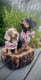 Missy and tinks