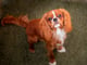 Mylo
