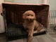 Ollie