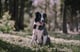Lassie