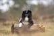 Balou