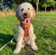 Cooper