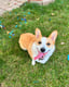Winnie