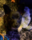 Edgar