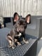 Mylo