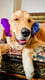 Dodo