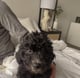 Milo